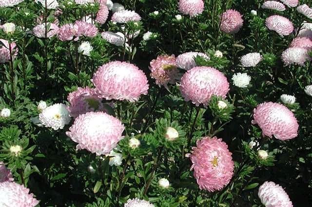 Продаю насіння айстри.