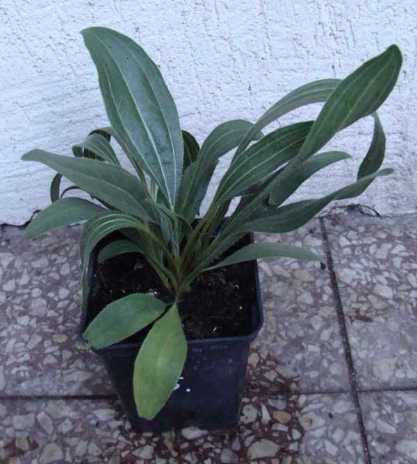 JEŻÓWKA WĄSKOLISTNA Echinacea - sadzonki w doniczkach