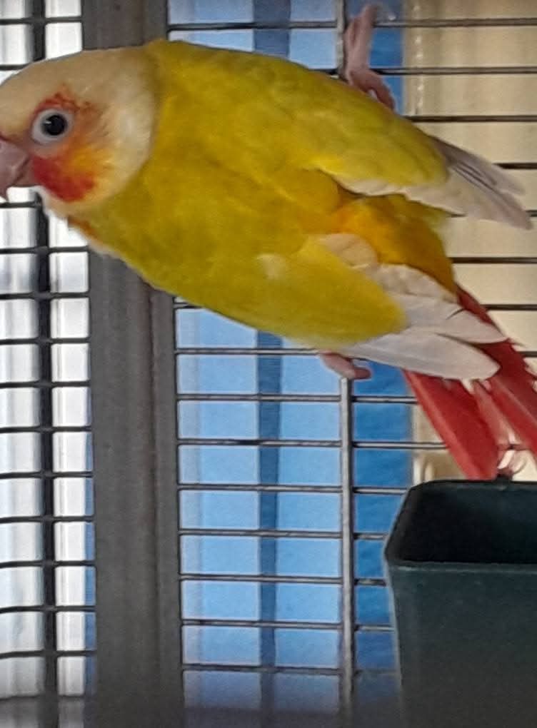 Vendo pyrrhuras bebes