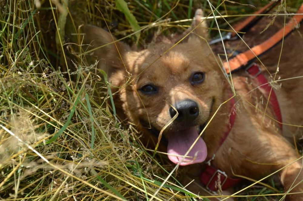 Rafi mały przerażony rudy piesek błaga o szansę ADOPCJA