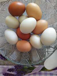 Jaja,jajka wiejskie zielone,czekoladowe