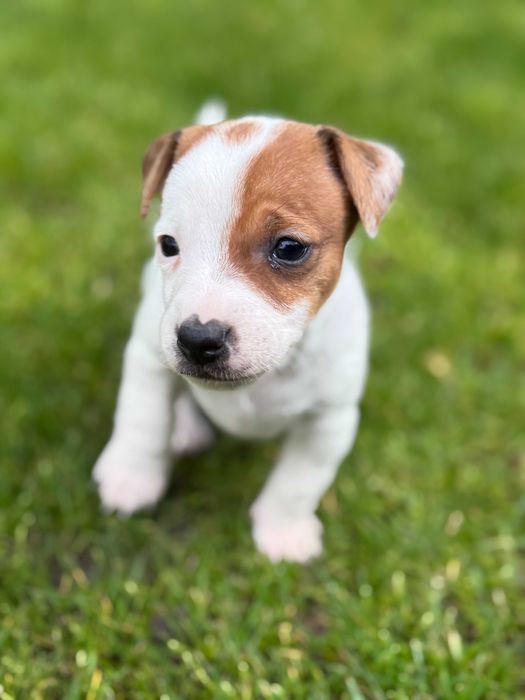 Jack Russell Terrier # SMARTIE JACKS# śliczna suczka PURE female Jack