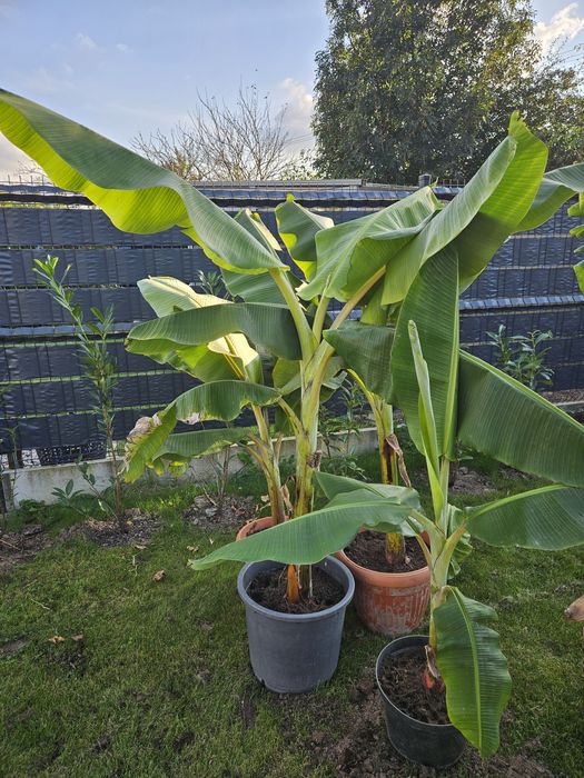 Bananowiec Musa Basjo, Junnanensis Gdańsk