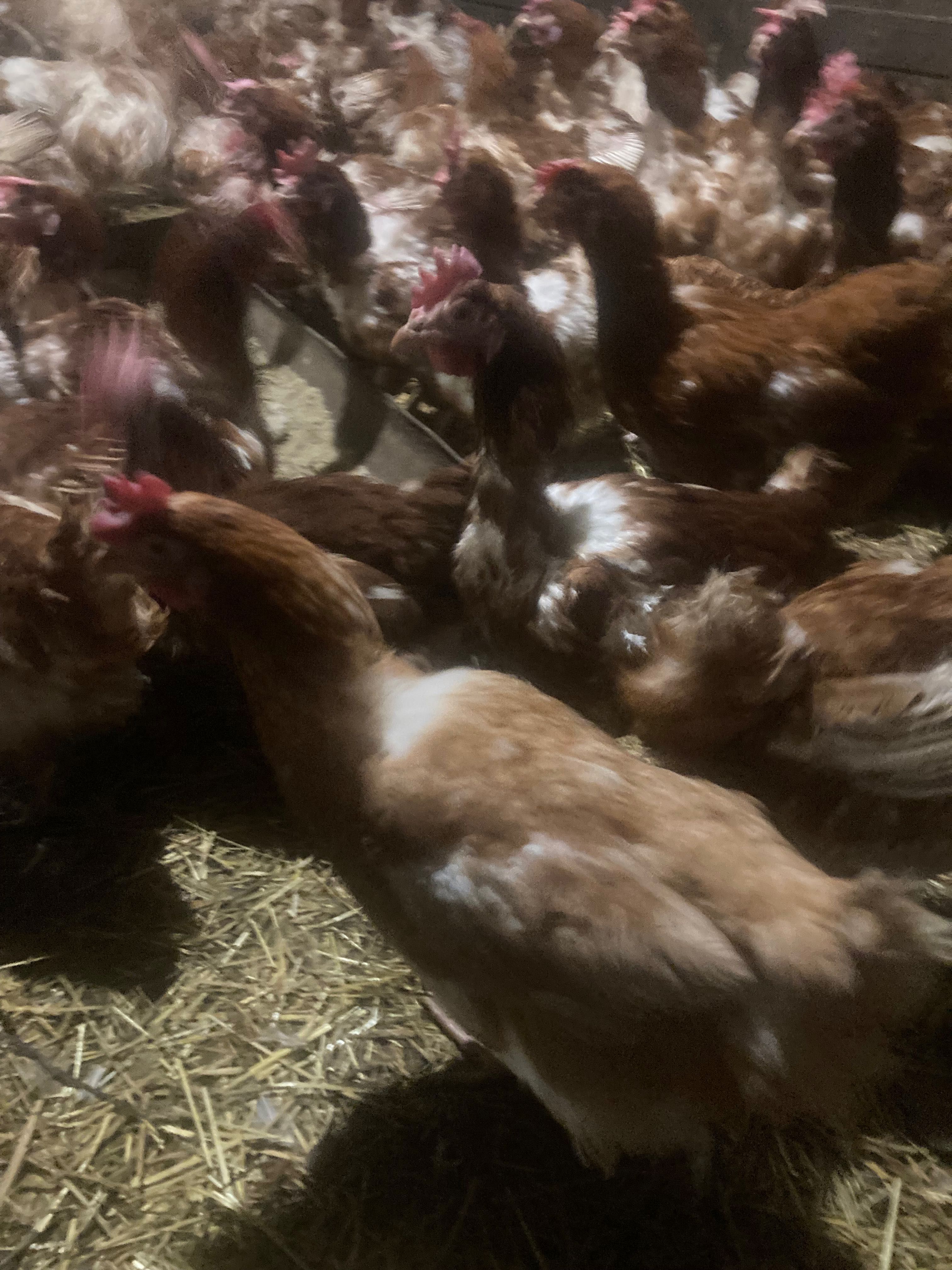 Продам кури несучки.