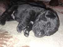 Labrador Retriver FCI