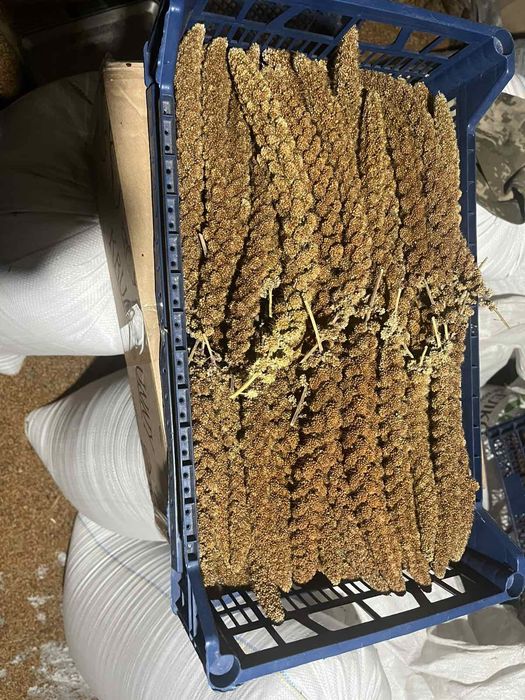 Продам чумізу і могар