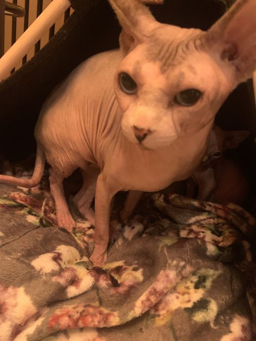 Reproduktor. Bikolor Sfinks Kanadyjski. Rodowód.