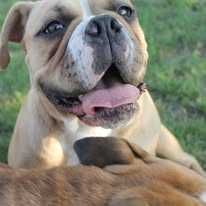 buldog kontynentalny