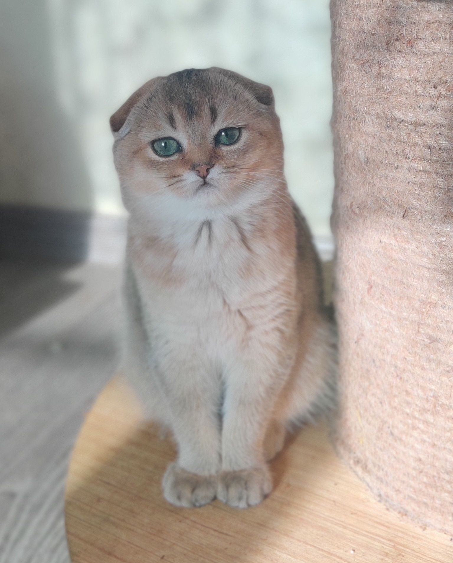 Золотая шиншилла. Scottish fold. Golden chinchilla.