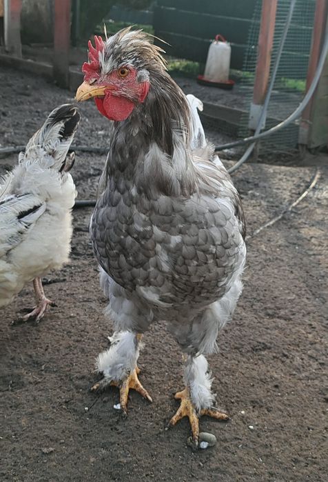 Sprzedam młode koguty z czerwca