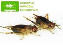 Świerszcze kubańskie duże  ( 1,5 - 2,5 cm ) - 100szt + legalna wysyłka