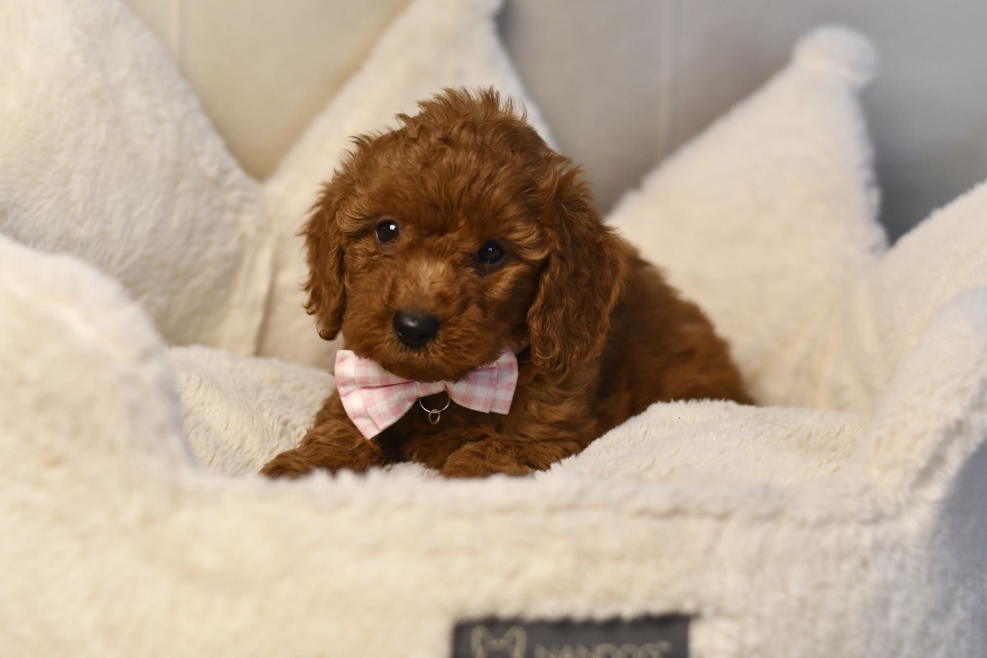 Cavapoo F1 RED BROWN wyjątkowa dziewczynka gotowa do odbioru