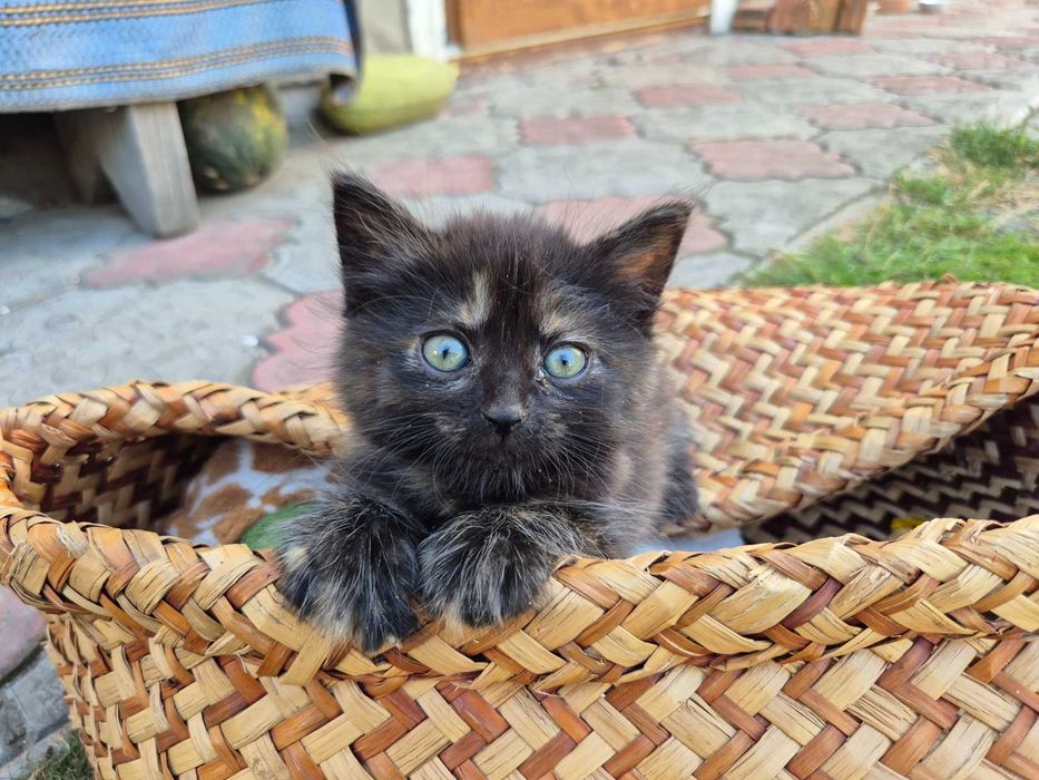 Віддам трьох кошенят