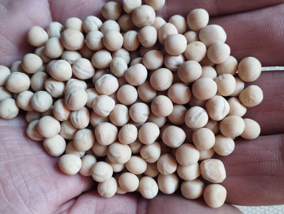 Sprzedam groch na pasze , bobik paszowy