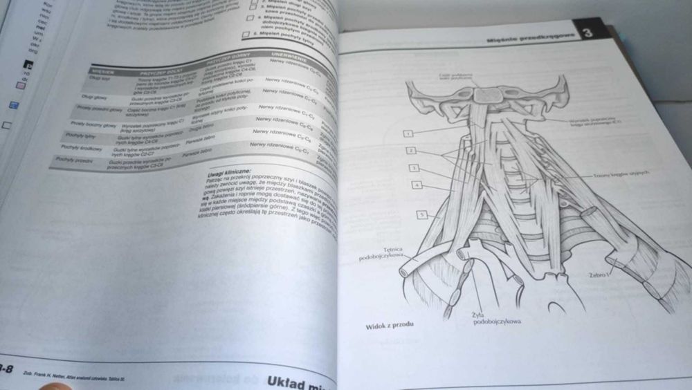 Kreatywnie anatomia nauka i do malowania i rysowania