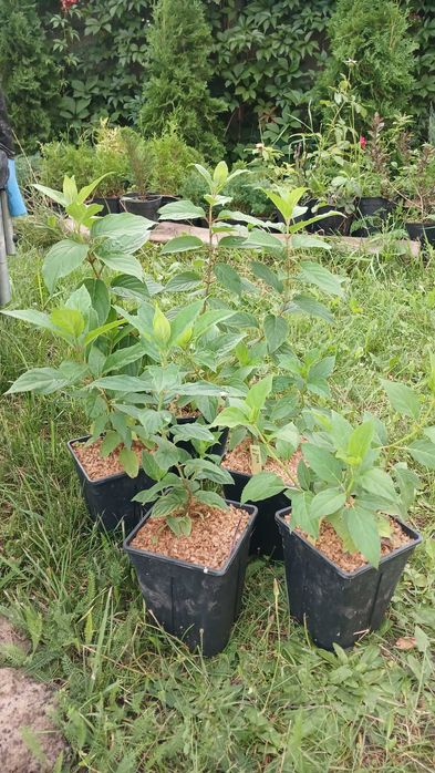 Гортензія волотиста