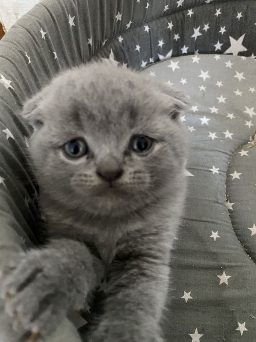 шотландський висловухий котшенята