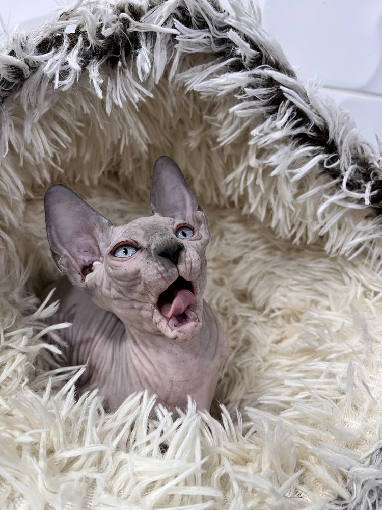 Macho sphynx cor lilac com 2 meses