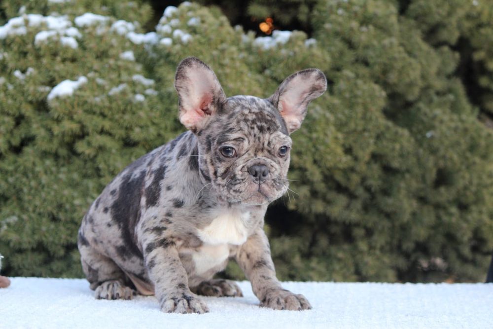 Щенки французики