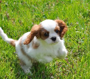 Cavalier King Charles Spaniel - ZKwP FCI