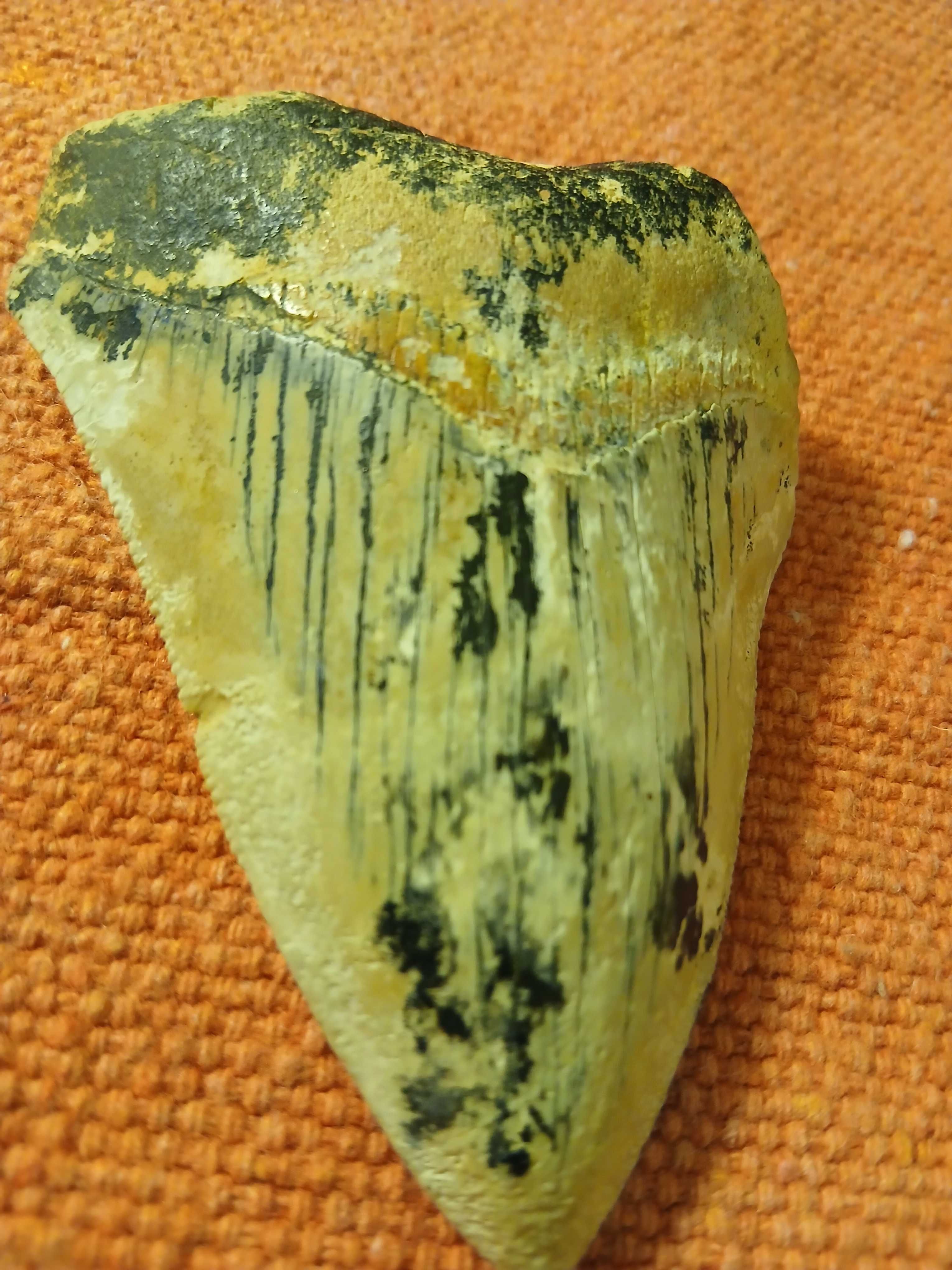 Fóssil de dente de tubarão megalodón