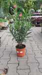 Oleander, duże, kwitnące okazy