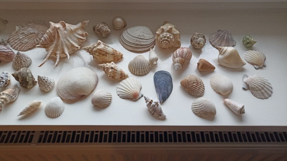 Muszle ozdoby akwarium