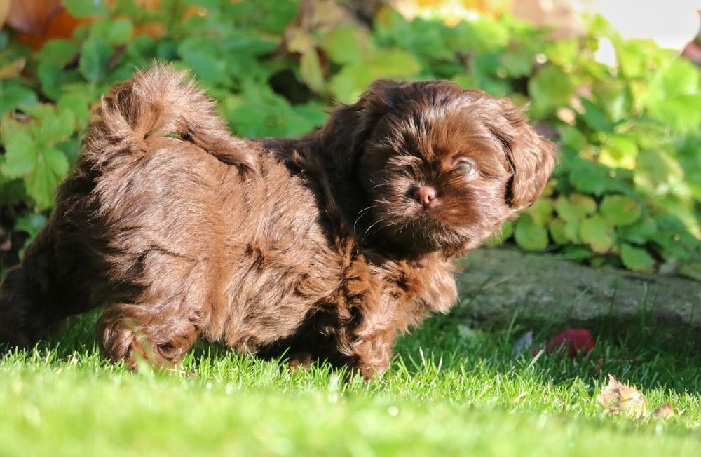 Piękny czekoladowy piesek shih tzu
