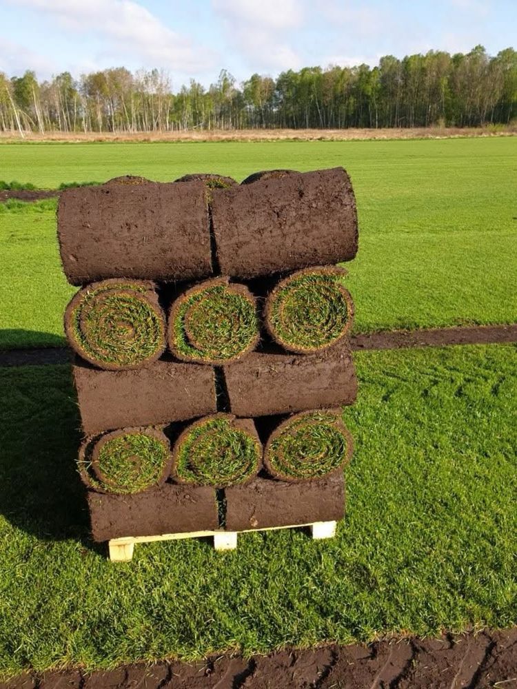 Trawa z rolki premium, polska produkcja, transport, wysyłka kurierem