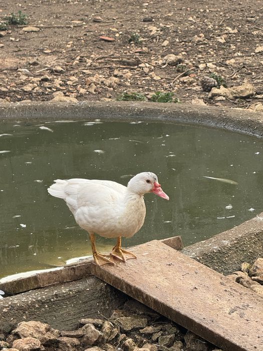 Patos Mudos caseiros