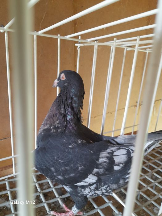 Gołębie pocztowe opal tygrys rubella almond pencil gimpel