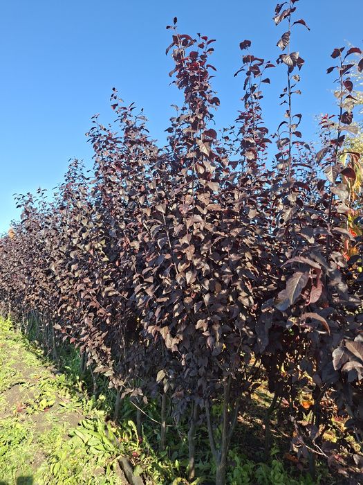 Śliwa Pissardi na żywopłot 160-200 cm
