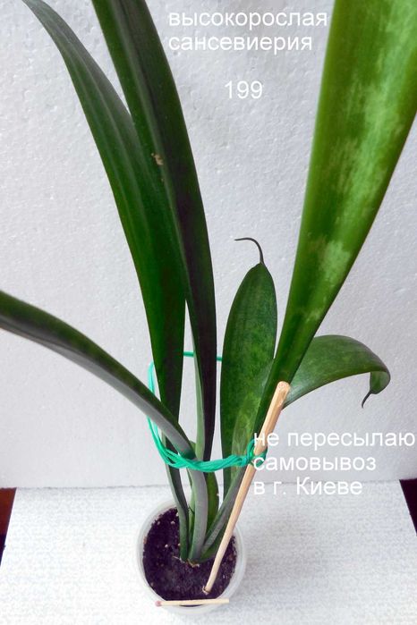 продаются аубрутиана среднерослая и высокорослая сансевиерии