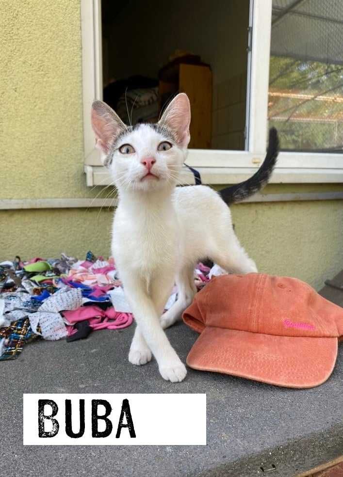 Koty do adopcji, kociaki szukają domów