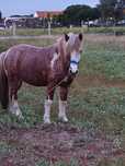 Cavalo pequeno ..