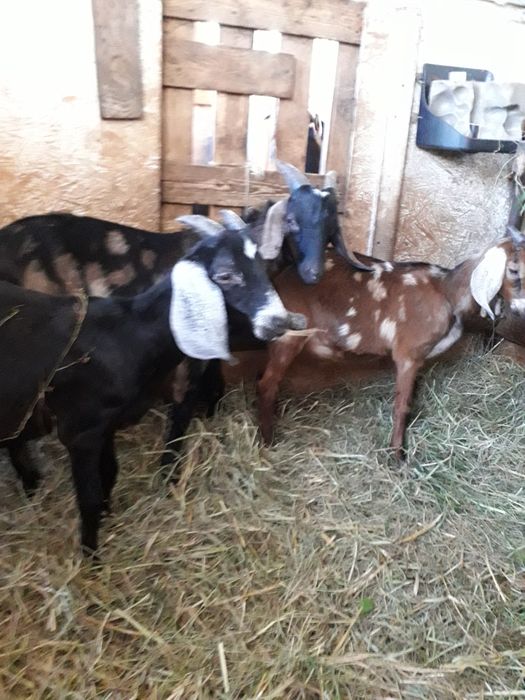 Koziołki anglonubijskie i la Manche