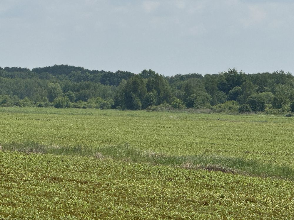 Земельна ділянка 25га.Терміново!Фасова. 35$/сотка!