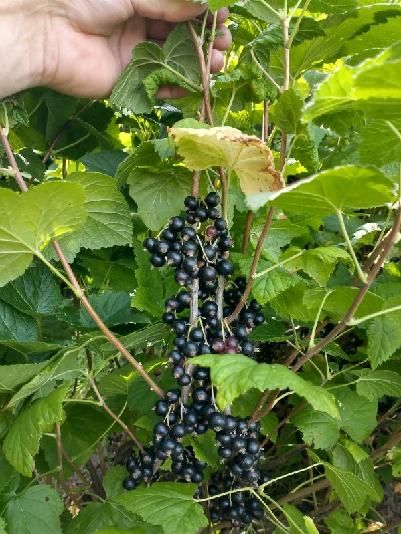 Porzeczka Czarna - krzewy