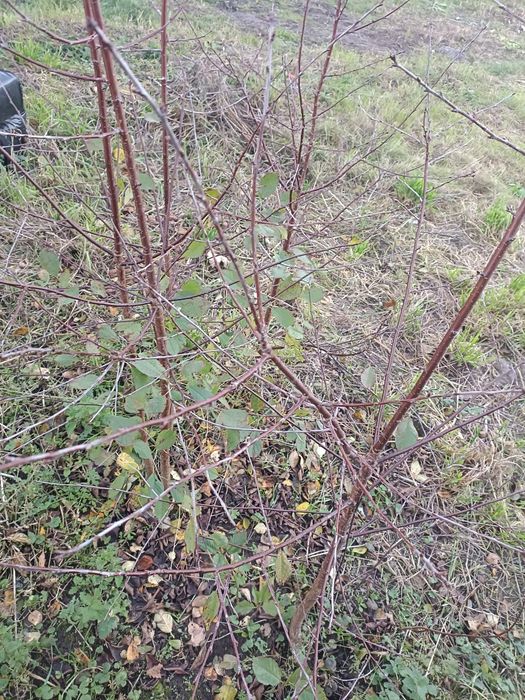 Wiśnia drzewko 5szt