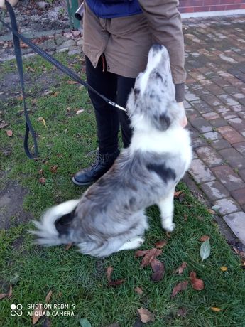 Border collie EMI super sunia