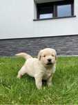 Golden retriever- piesek