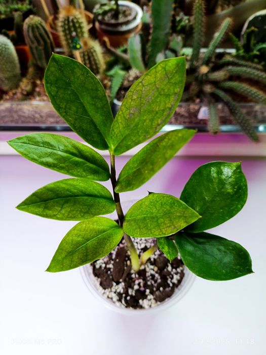 Zamiokulkas Chameleon 3