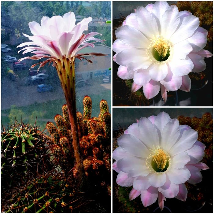 Эхинопсис розовый.