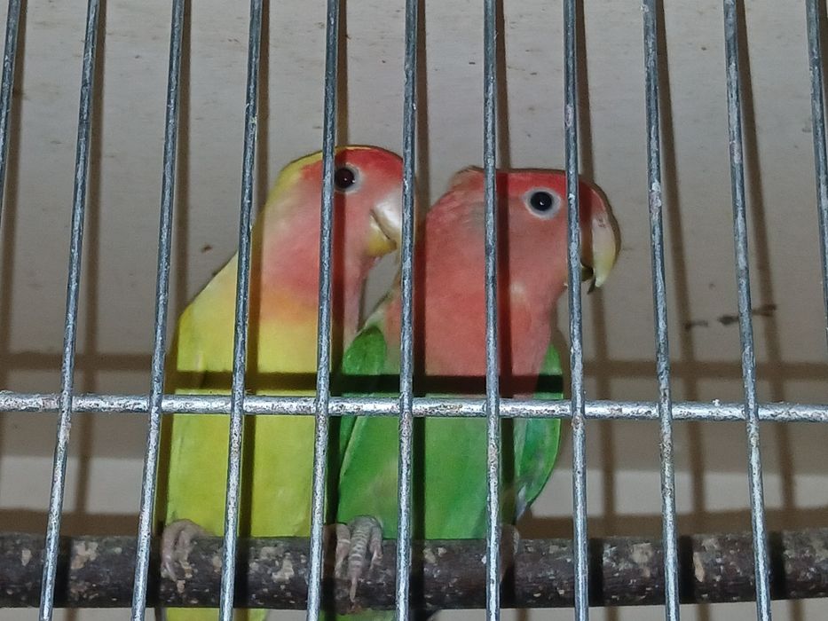 Sprzedam nierozlaczki czerwonoczelne