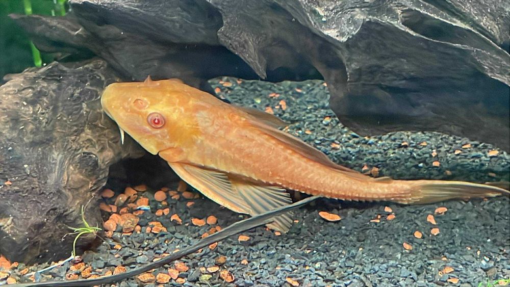Glonojad albinos L - 144