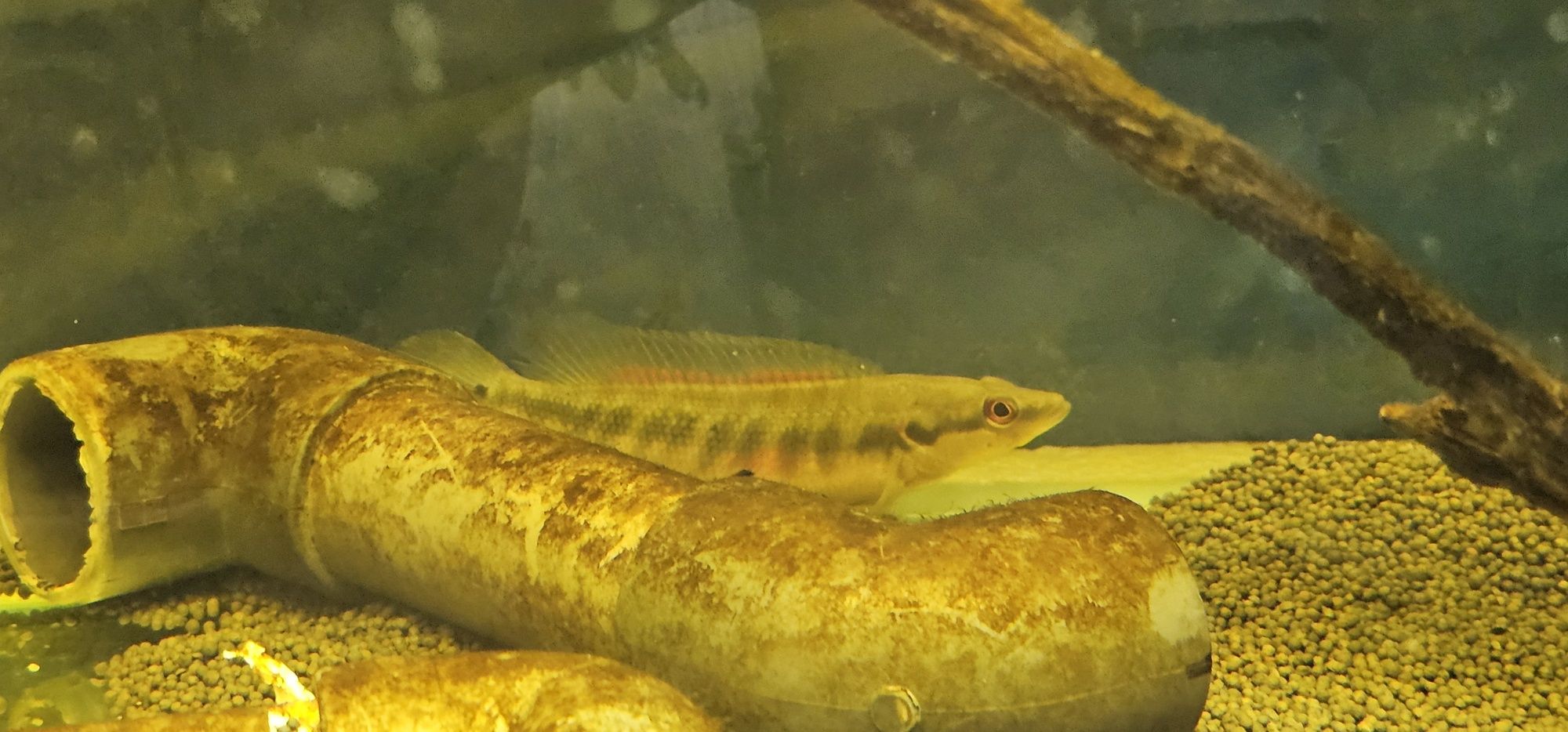 Crenicichla Lepidota (jacunda) 9/13cm