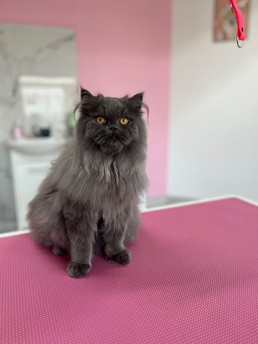 Kurs psiego fryzjera/groomer
