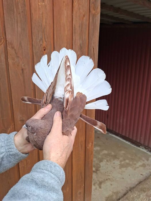 Gołebie orliki na sprzedaz