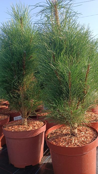 Сосна чорна Грін Тауер