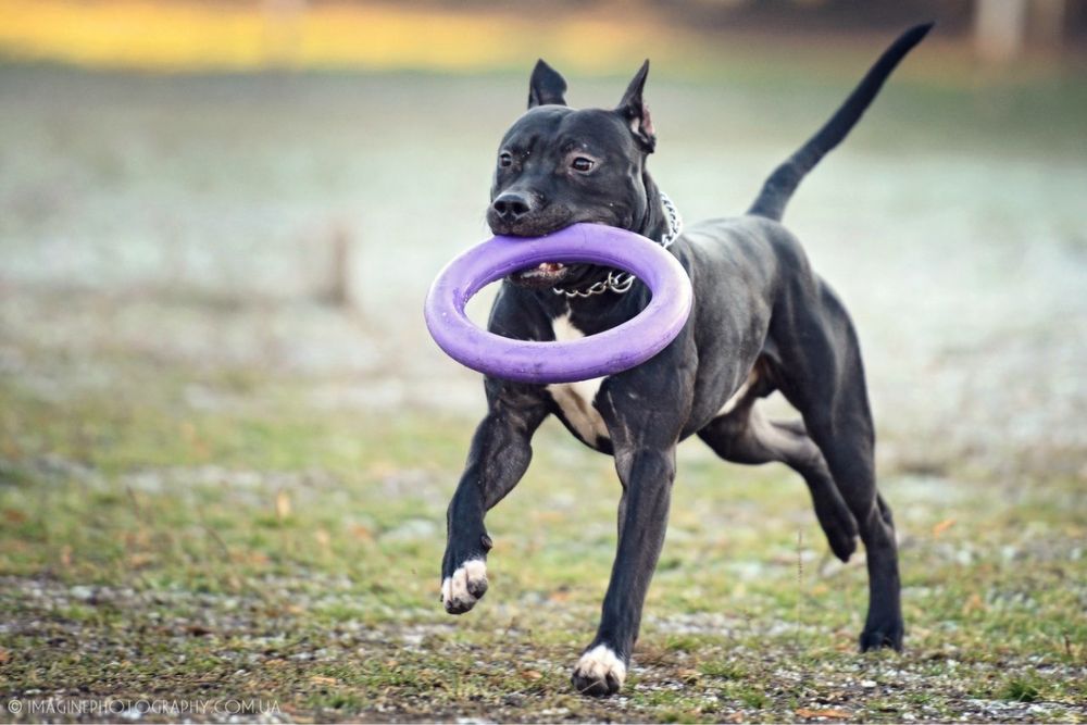 Вигул собак в Івано-Франківську, зоотаксі по Україні та за кордон